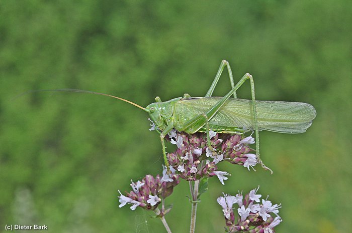 050 Gruenes Heupferd